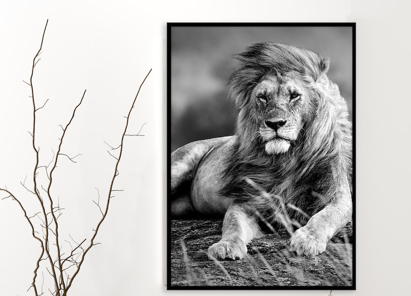 black and white animal photography wall art of a lion.