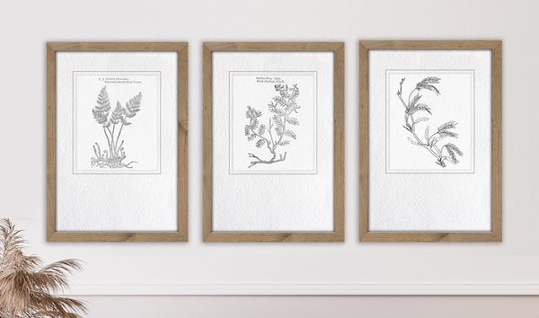 Set of 3 neutral botanical sketch wall art in a wooden and neutral living room.