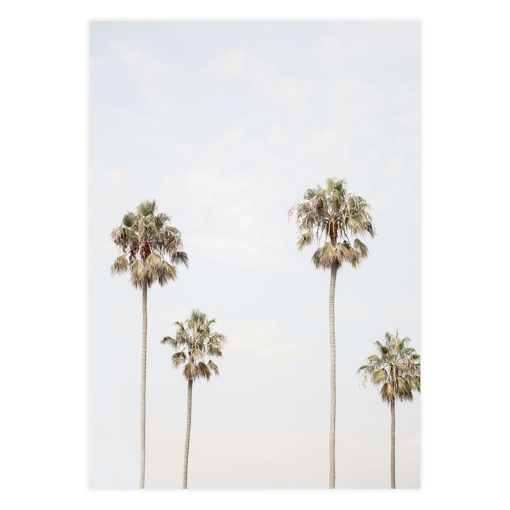 Four Palms Photographic Print