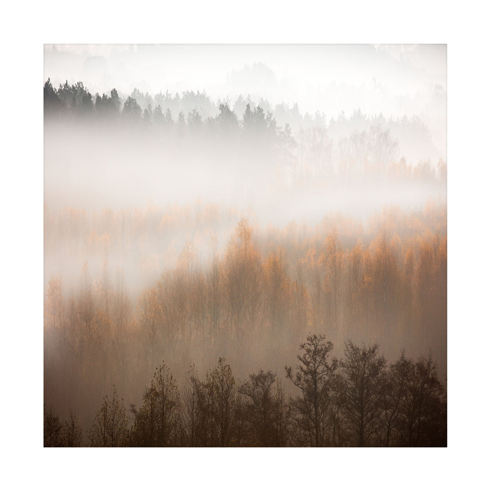 Misty Forest