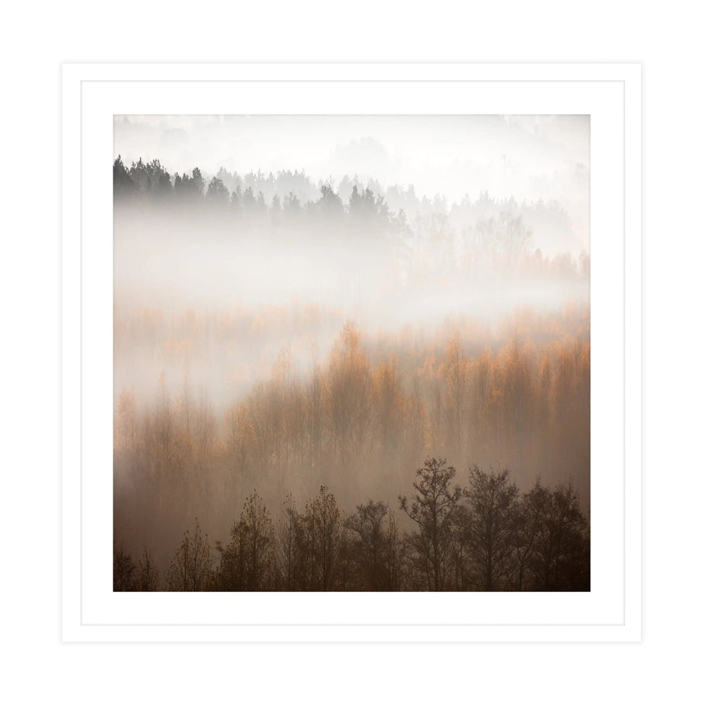 Misty Forest