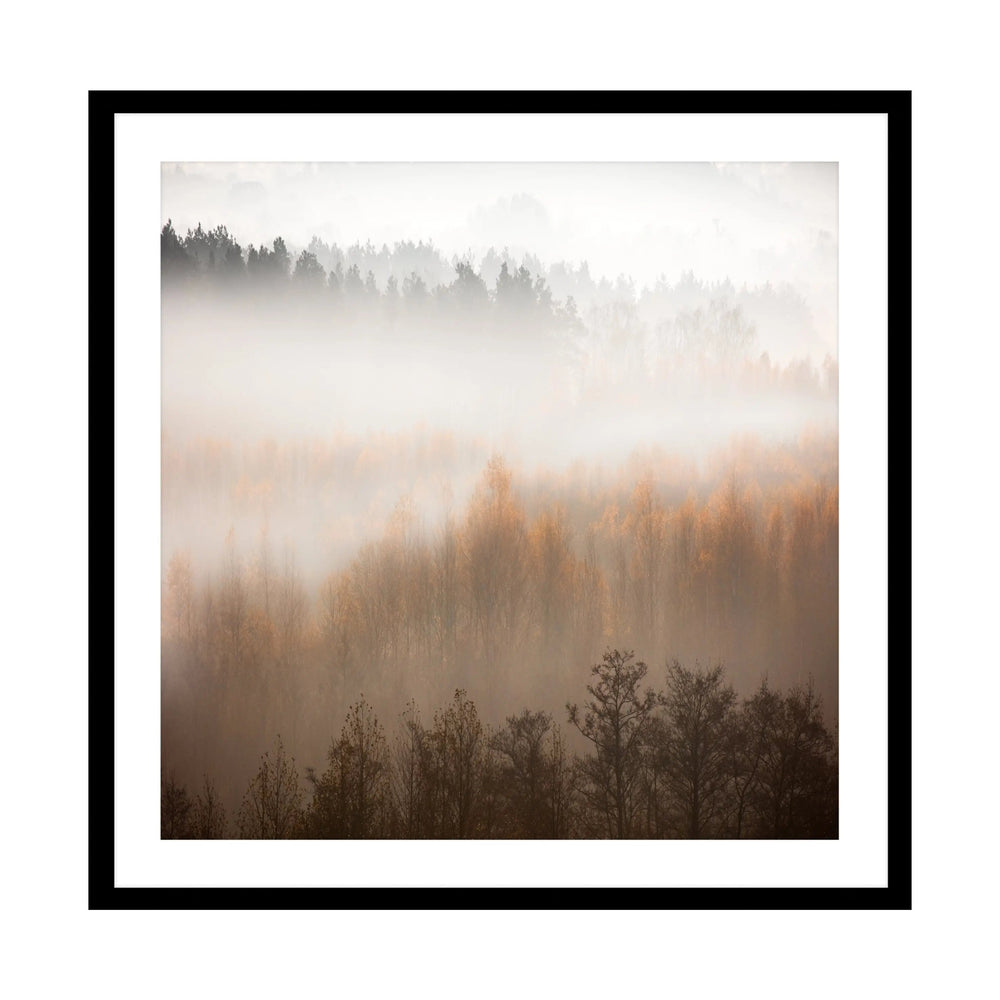 Misty Forest