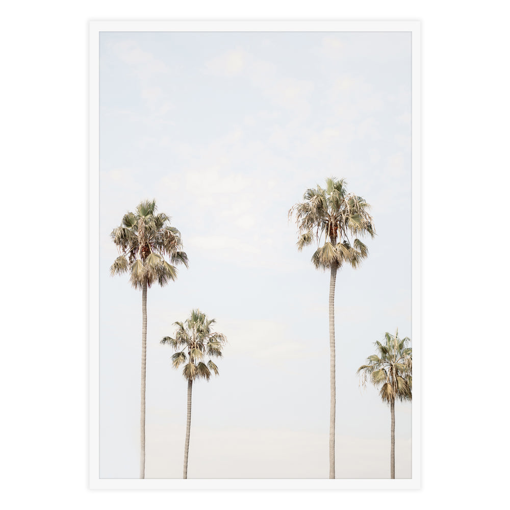 Four Palms Photographic Print