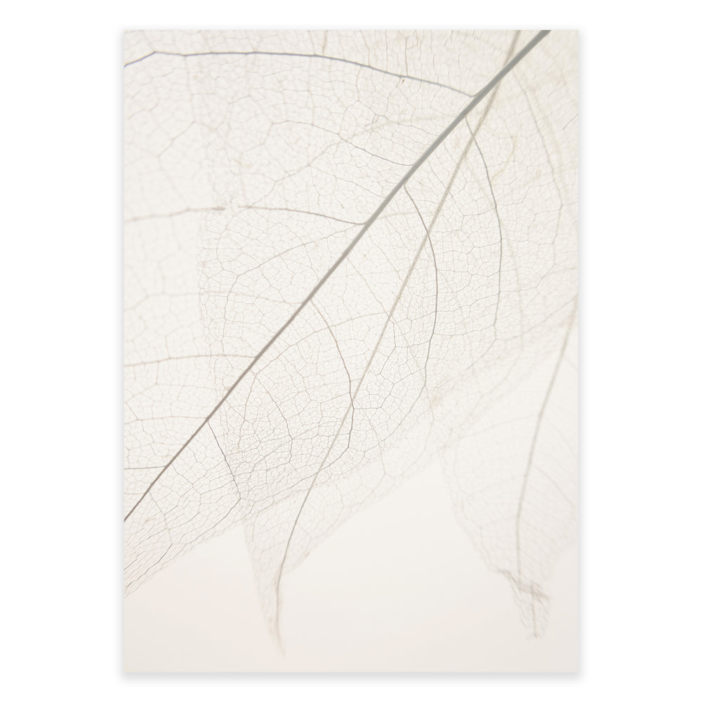 Calm Close Up Leaf Photographic Print 01 - Natural Neutrals