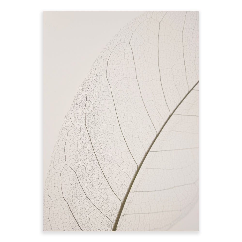 Calm Close Up Leaf Photographic Print 02 - Natural Neutrals