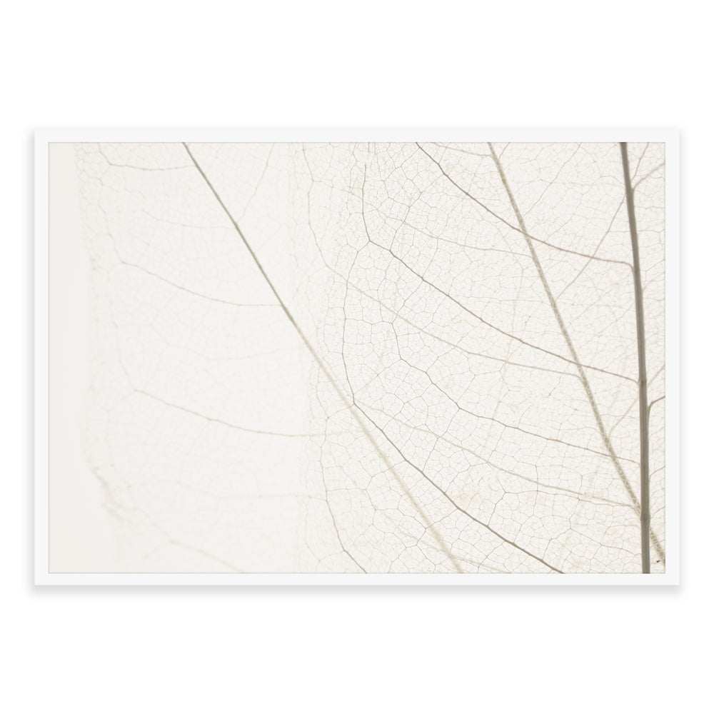 Calm Close Up Leaf Photographic Print 03 - Natural Neutrals