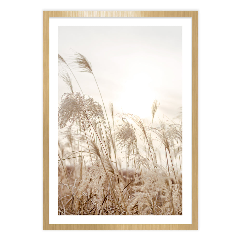 Field Of Grasses Photography