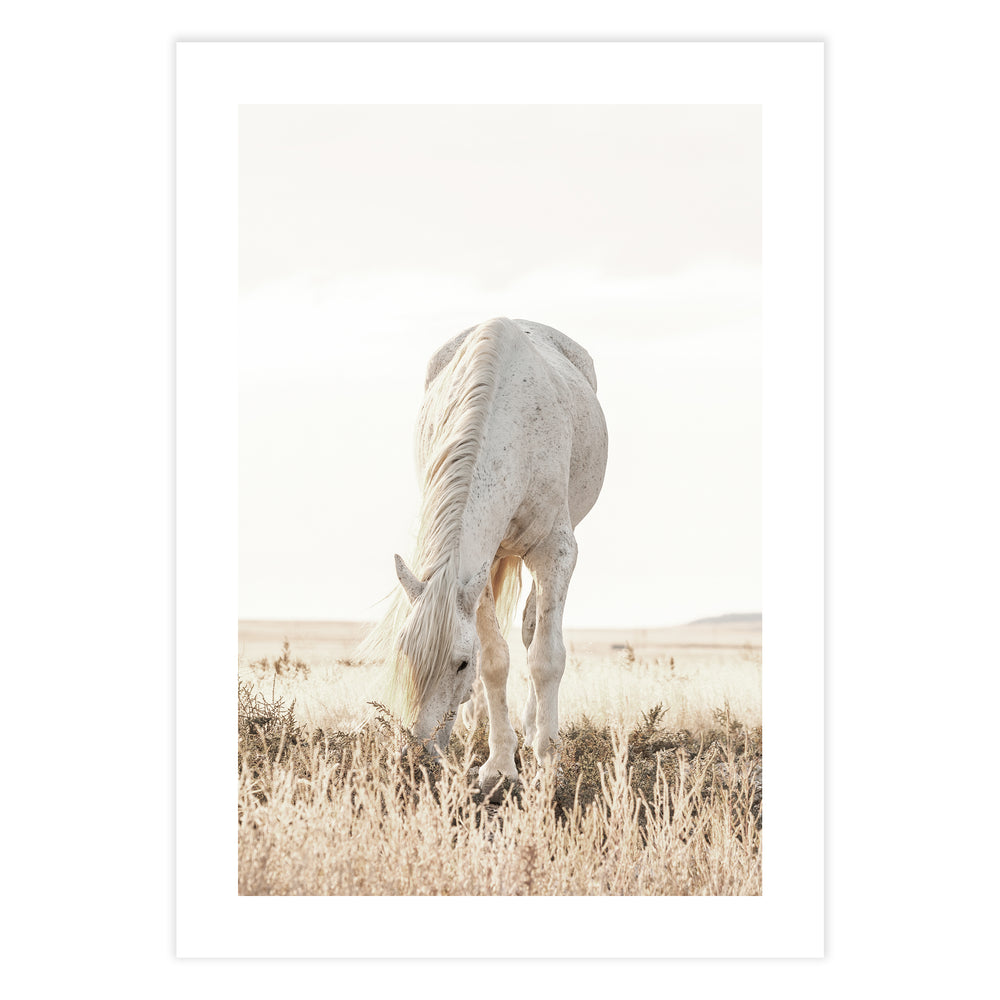 Grazing Horse Photographic Print