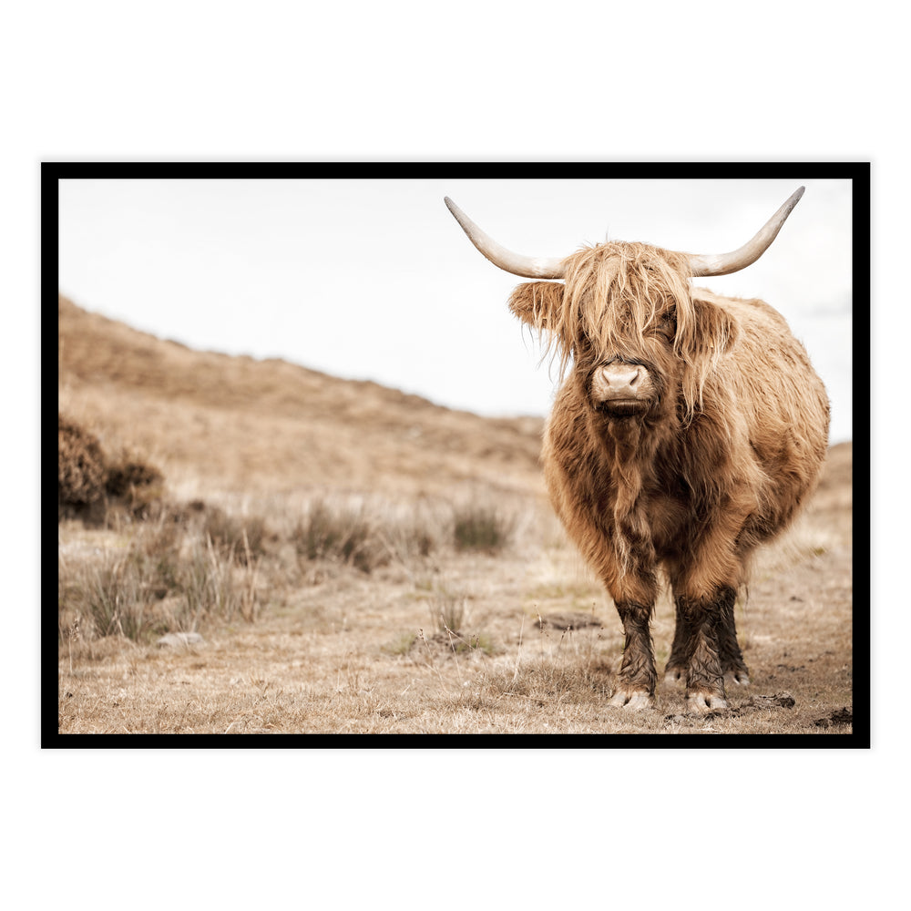 Highland Cow Photography