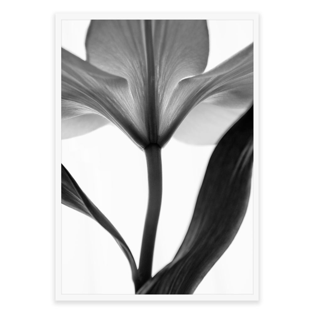 Black And White Lilly Photographic Print - Timeless Elegance