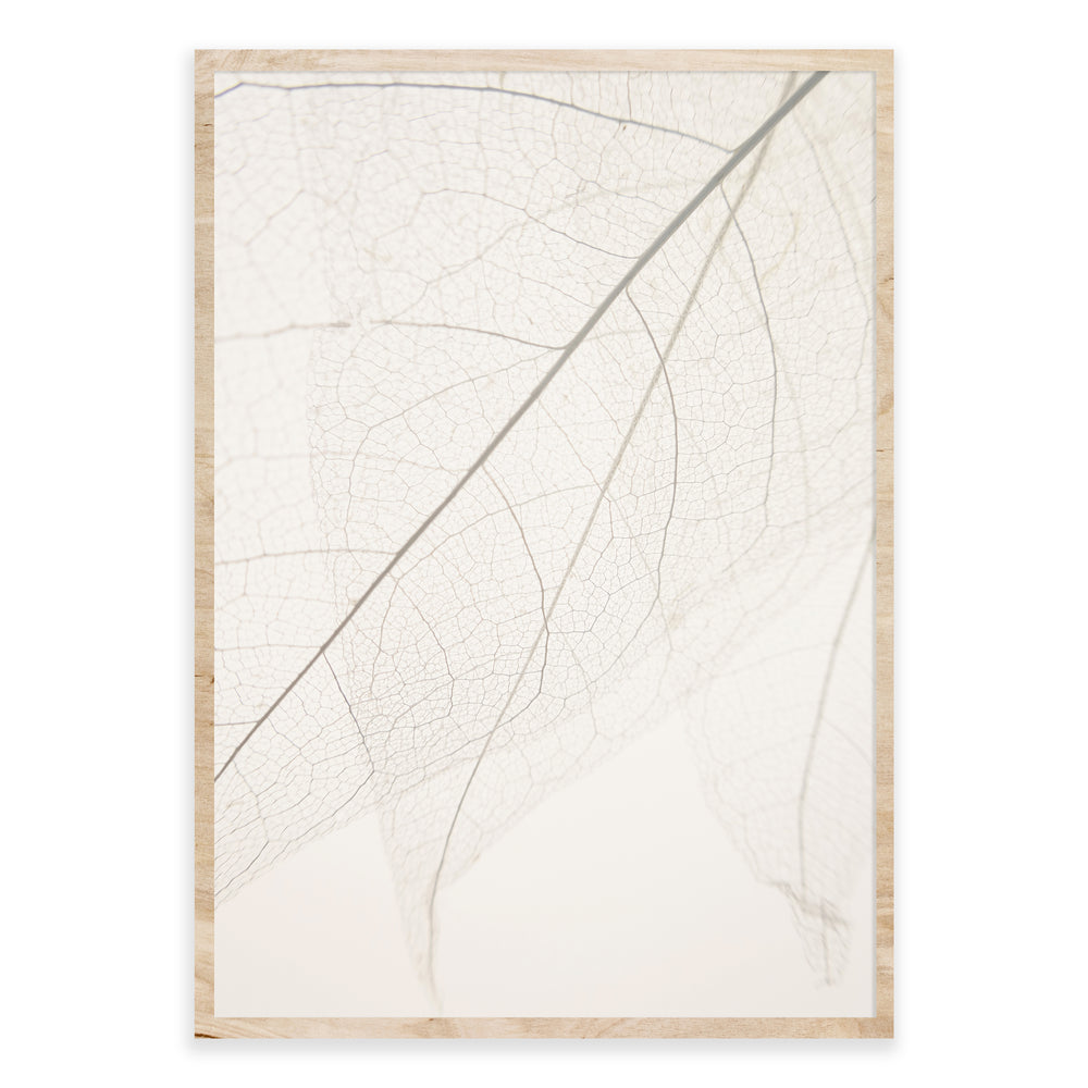 Calm Close Up Leaf Photographic Print 01 - Natural Neutrals