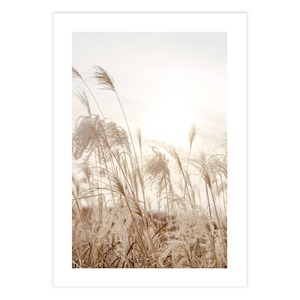 Field Of Grasses Photography