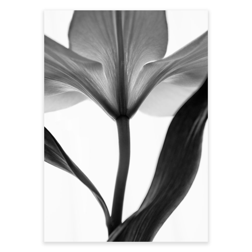 Black And White Lilly Flower Print