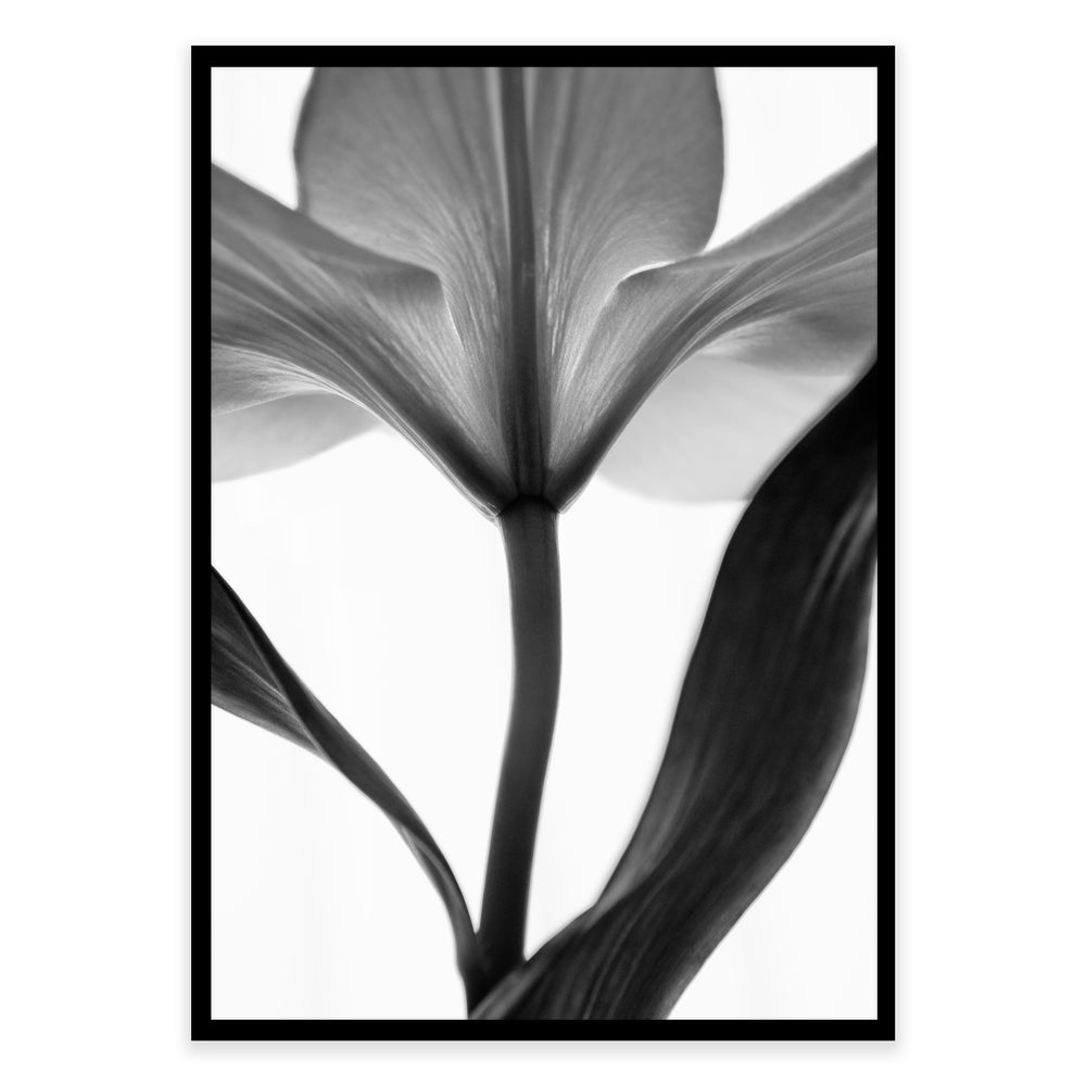 Black And White Lilly Photographic Print - Timeless Elegance