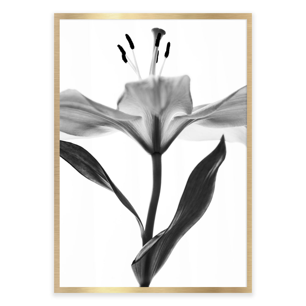 Monochrome Open Lilly Botanical Print