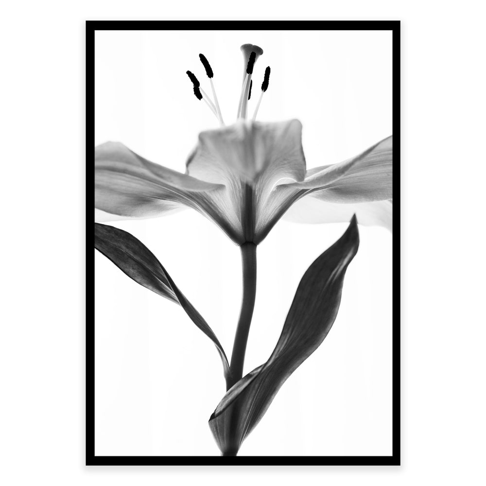 Monochrome Open Lilly Botanical Print