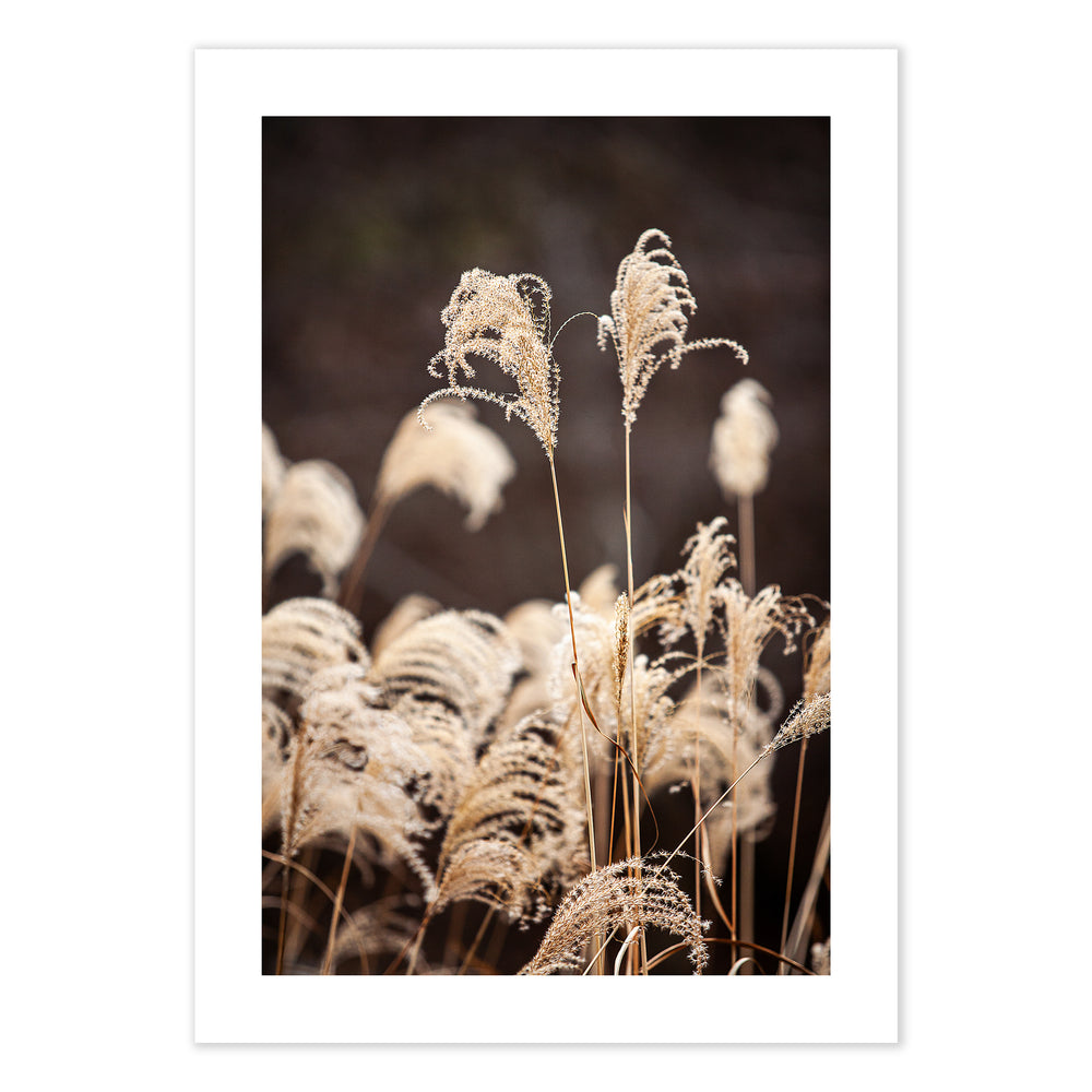 Mountain Grass Photographic Print | Artistic Nature Decor