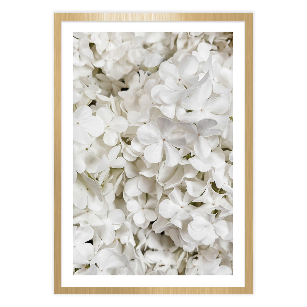 White Hydrangea Botanical Print