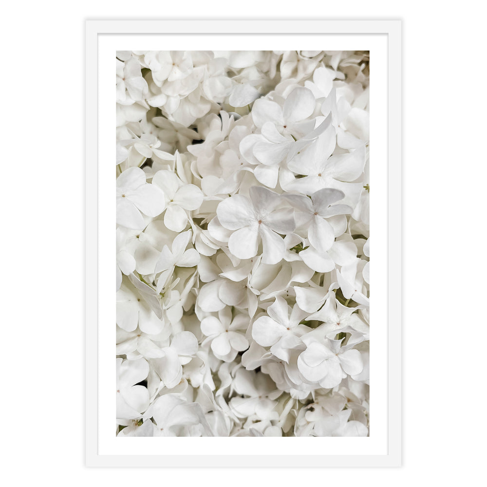 White Hydrangea Botanical Print