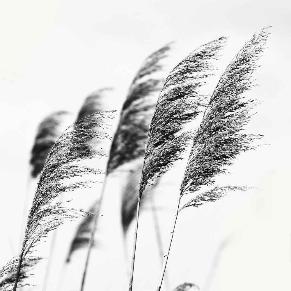 Black Grasses Black and White Photographic Print 02 - Enchanting Simplicity