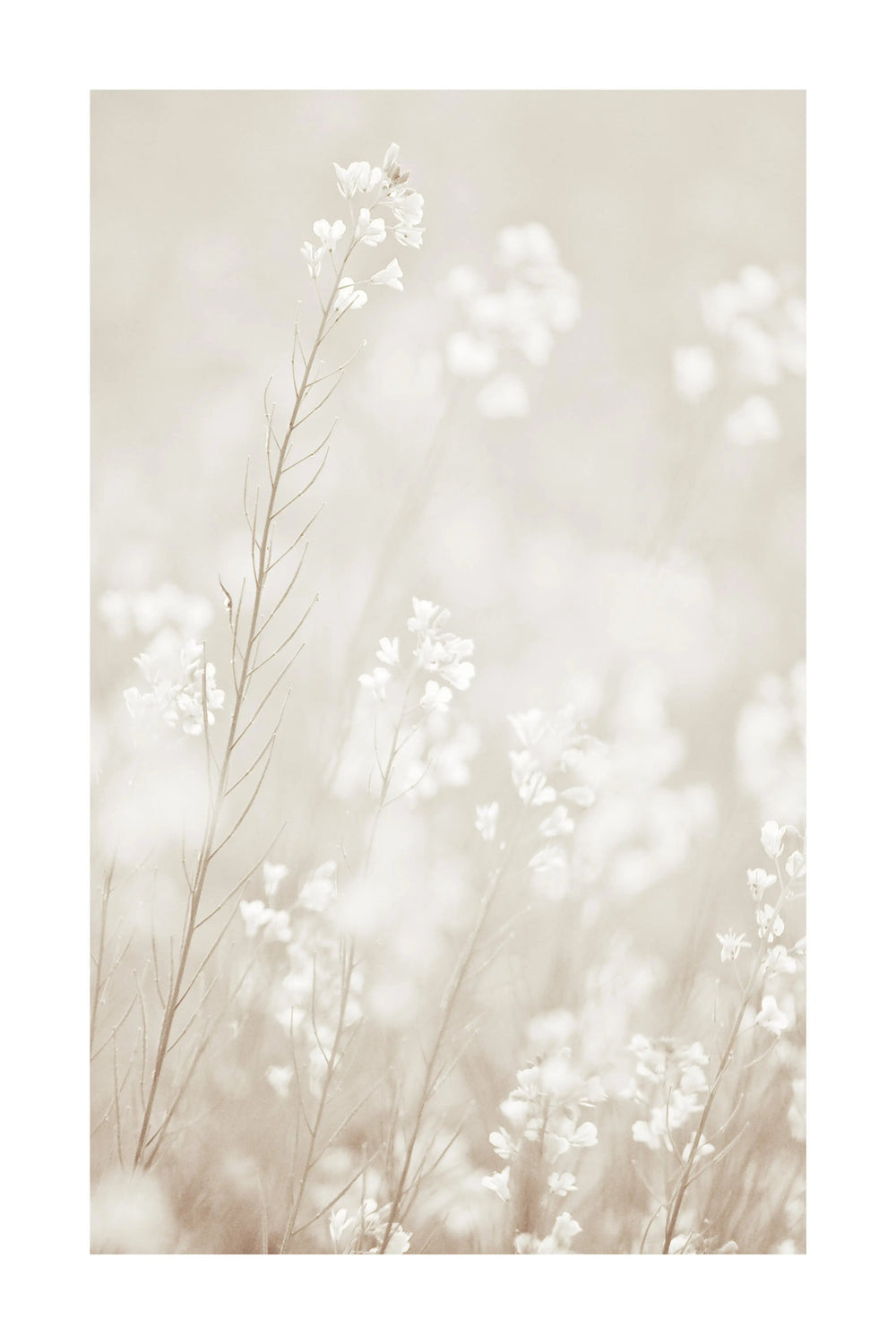 Dried Florals Natural Photography Print - Neutral and Calming Wall Art