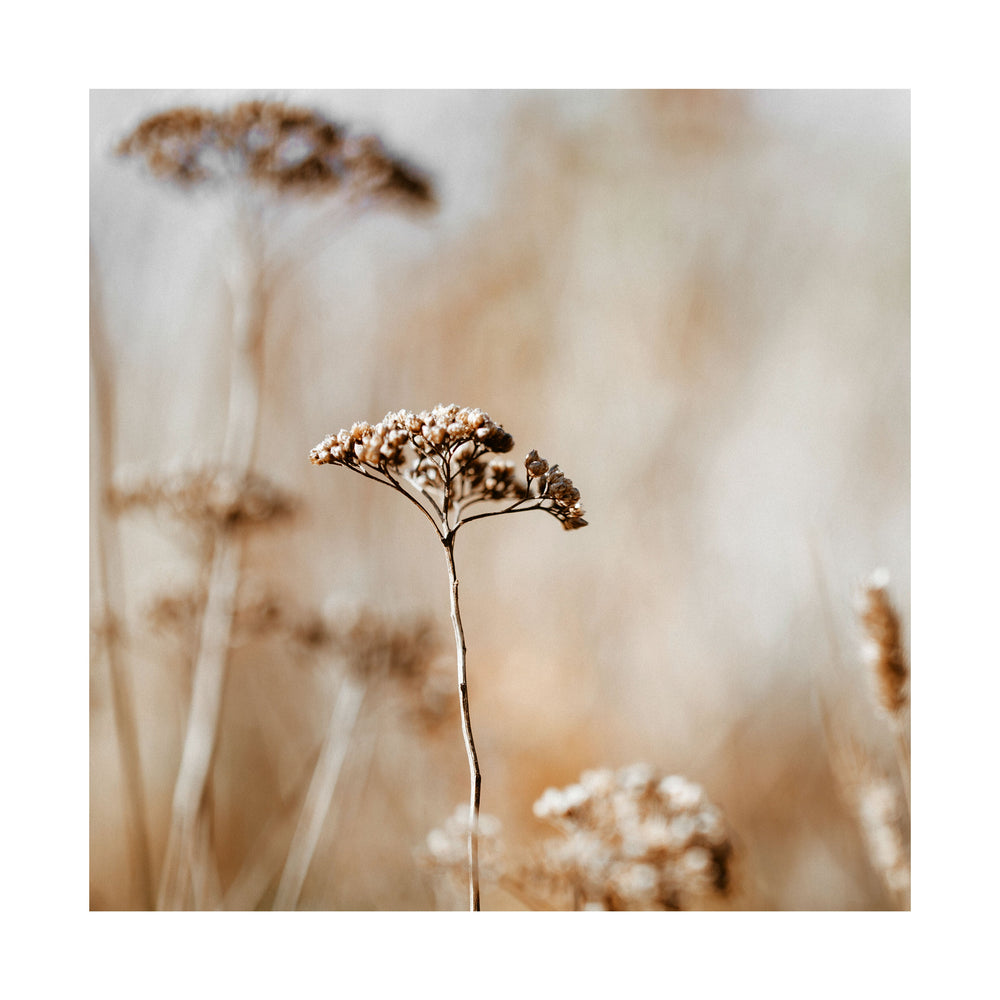 Autumn Flowers Photographic Print - Calming and Neutral