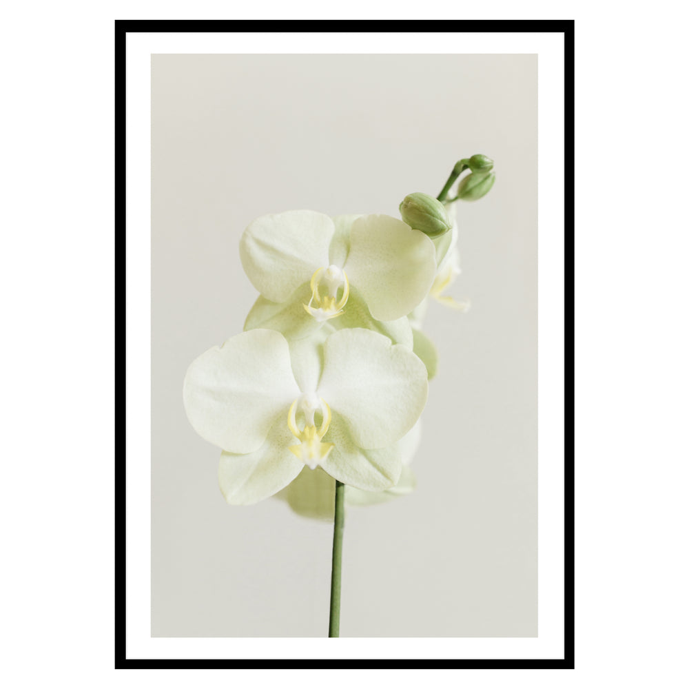 White Orchid Botanic Print