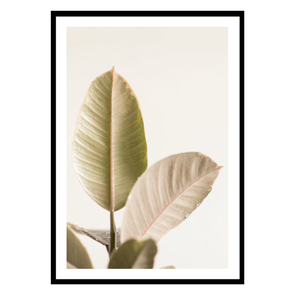 Rubber Plant Photographic Print