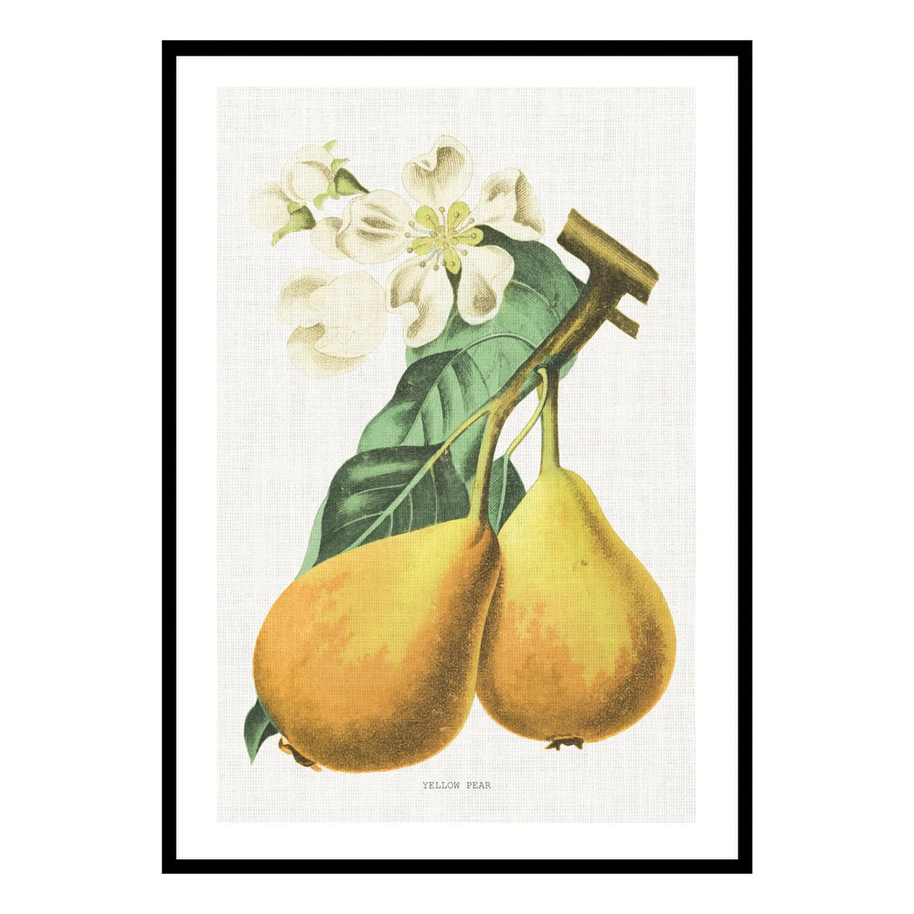 Vintage Pear