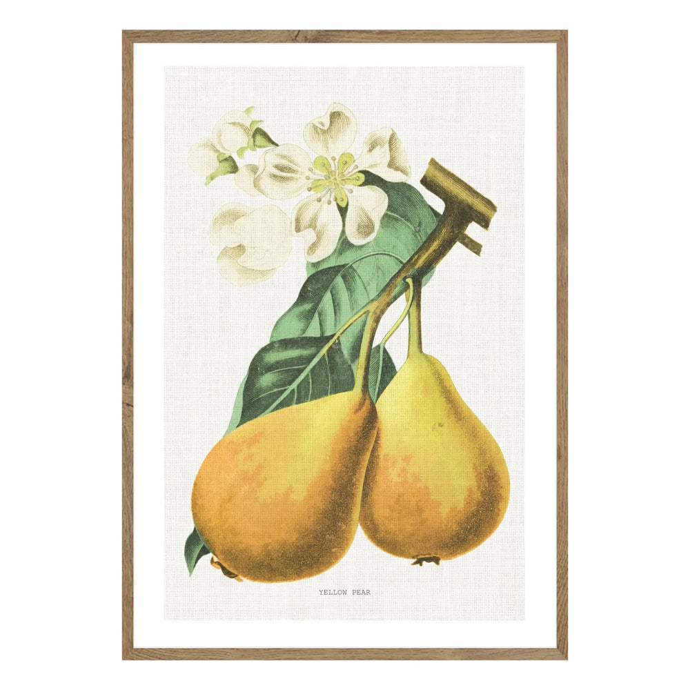 Vintage Pear