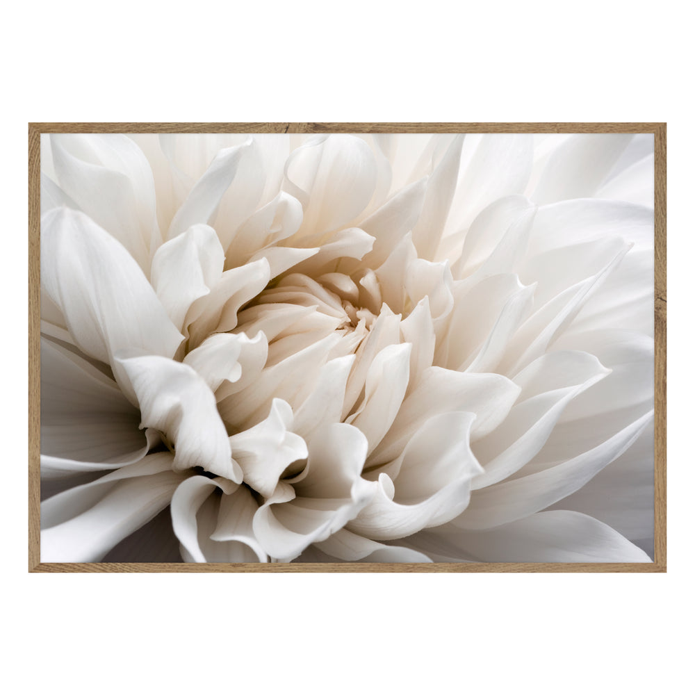 White Flower Photographic Print