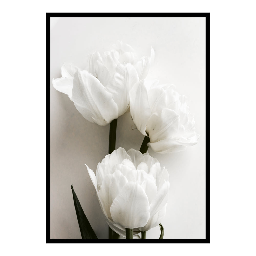 White Tulips Botanic Print