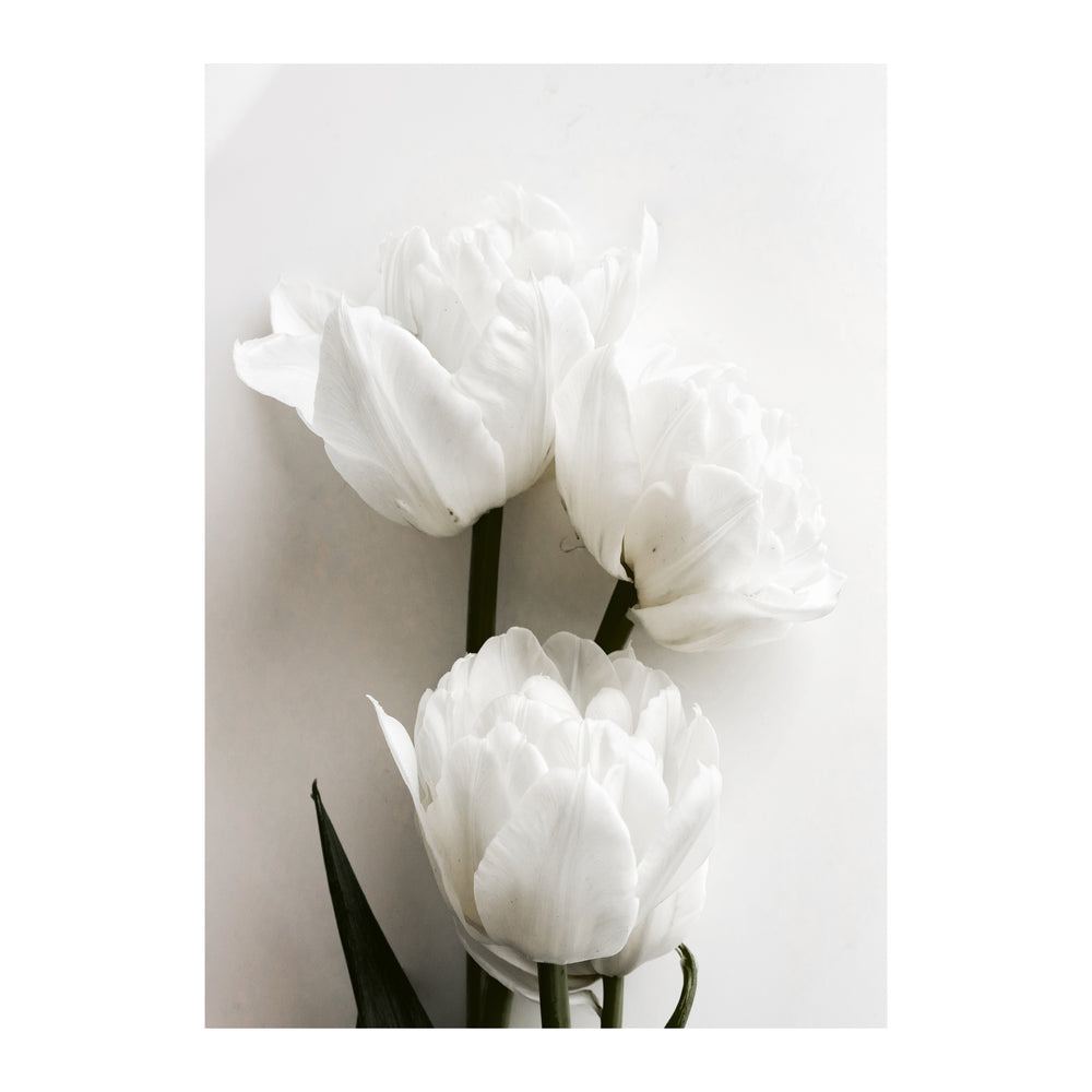 White Tulips Botanic Print