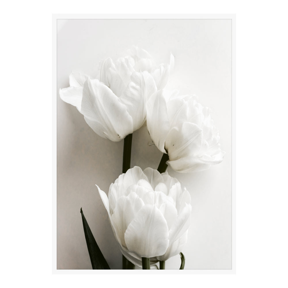 White Tulips Botanic Print