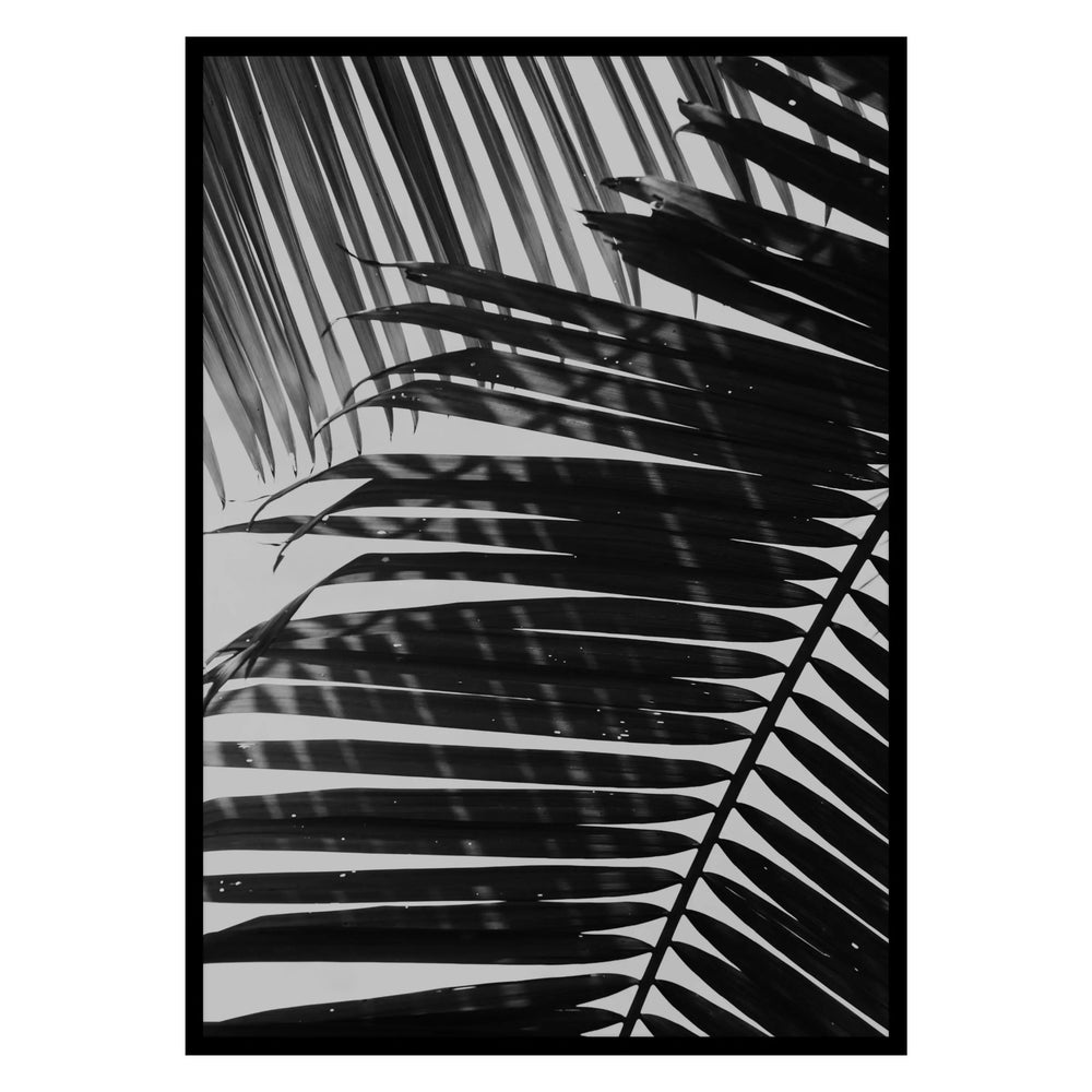 Palm Shadows 02