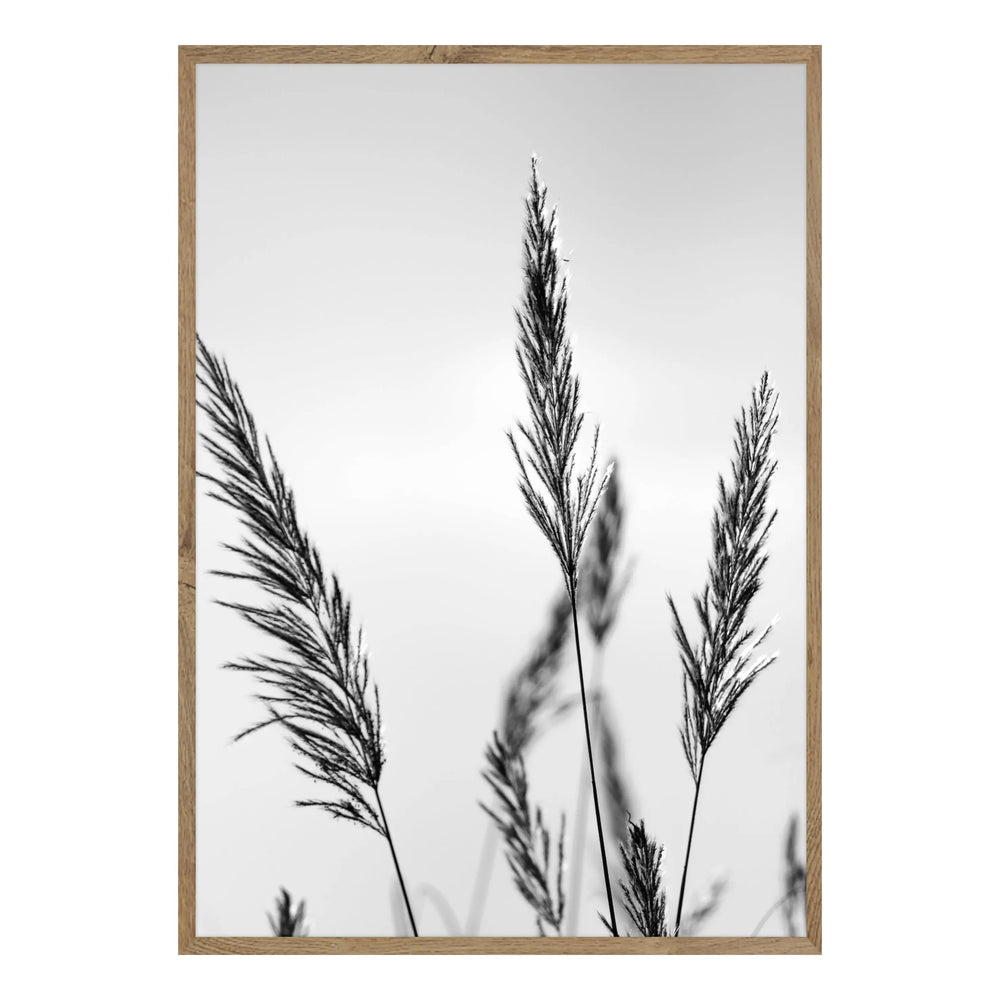 Black Grasses Black and White Photographic Print 01 - Enchanting Simplicity