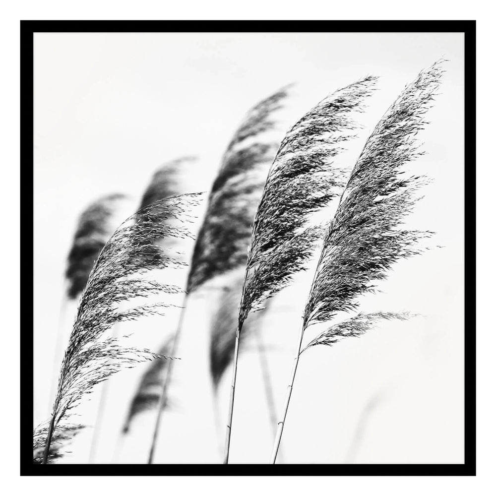 Black Grasses Black and White Photographic Print 02 - Enchanting Simplicity