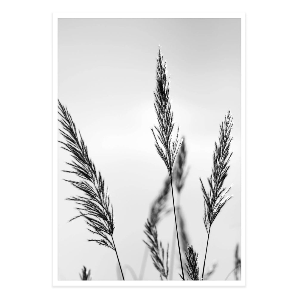 Black Grasses Black and White Photographic Print 01 - Enchanting Simplicity