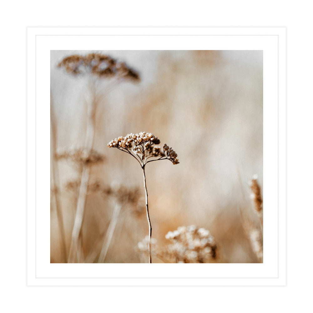 Autumn Flowers Photographic Print - Calming and Neutral