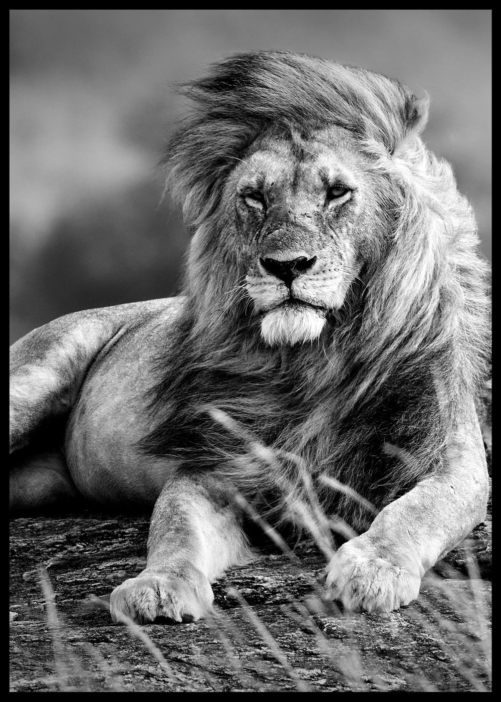 Black & White Lion Photographic Print - Powerful and Elegant