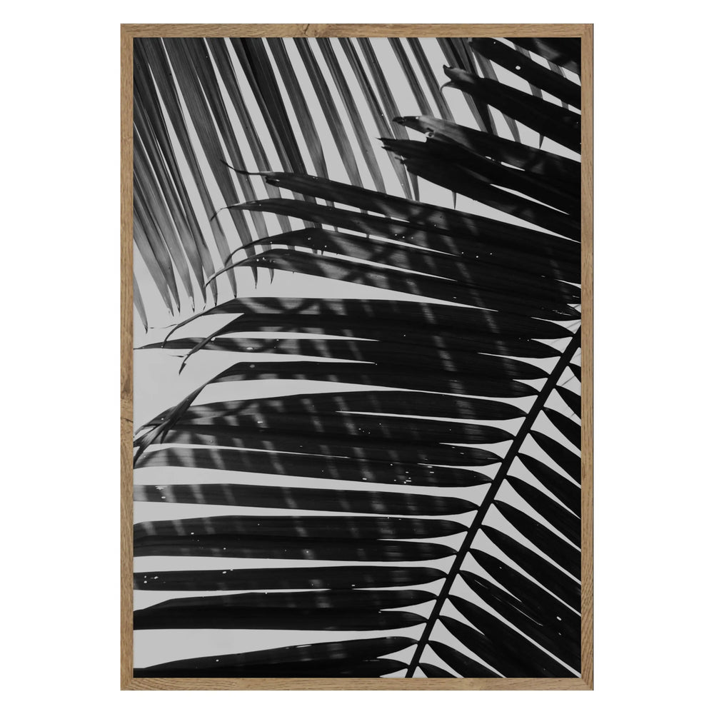 Palm Shadows 02