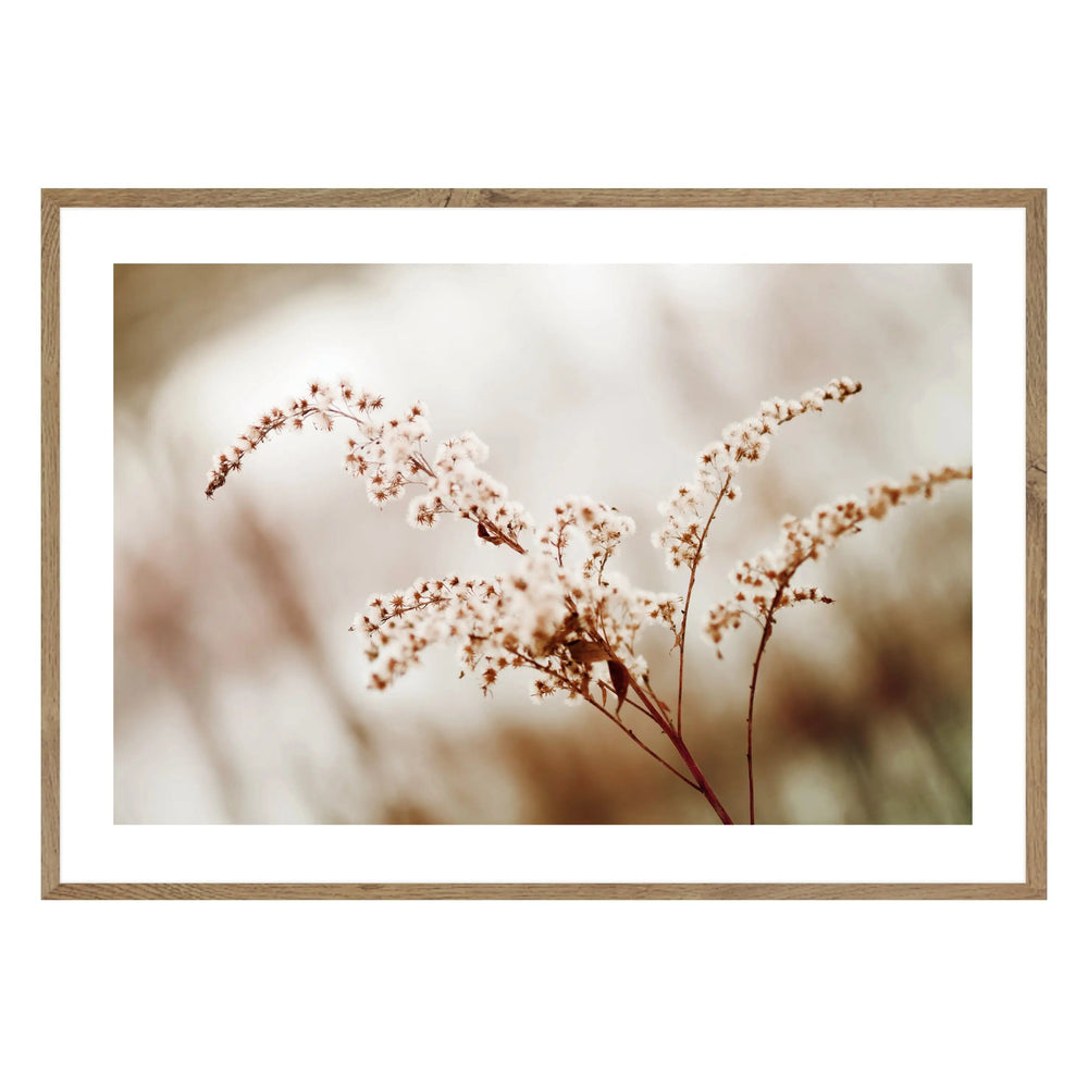 Blossom Flower Photographic Print - Neutral and Calming Wall Art