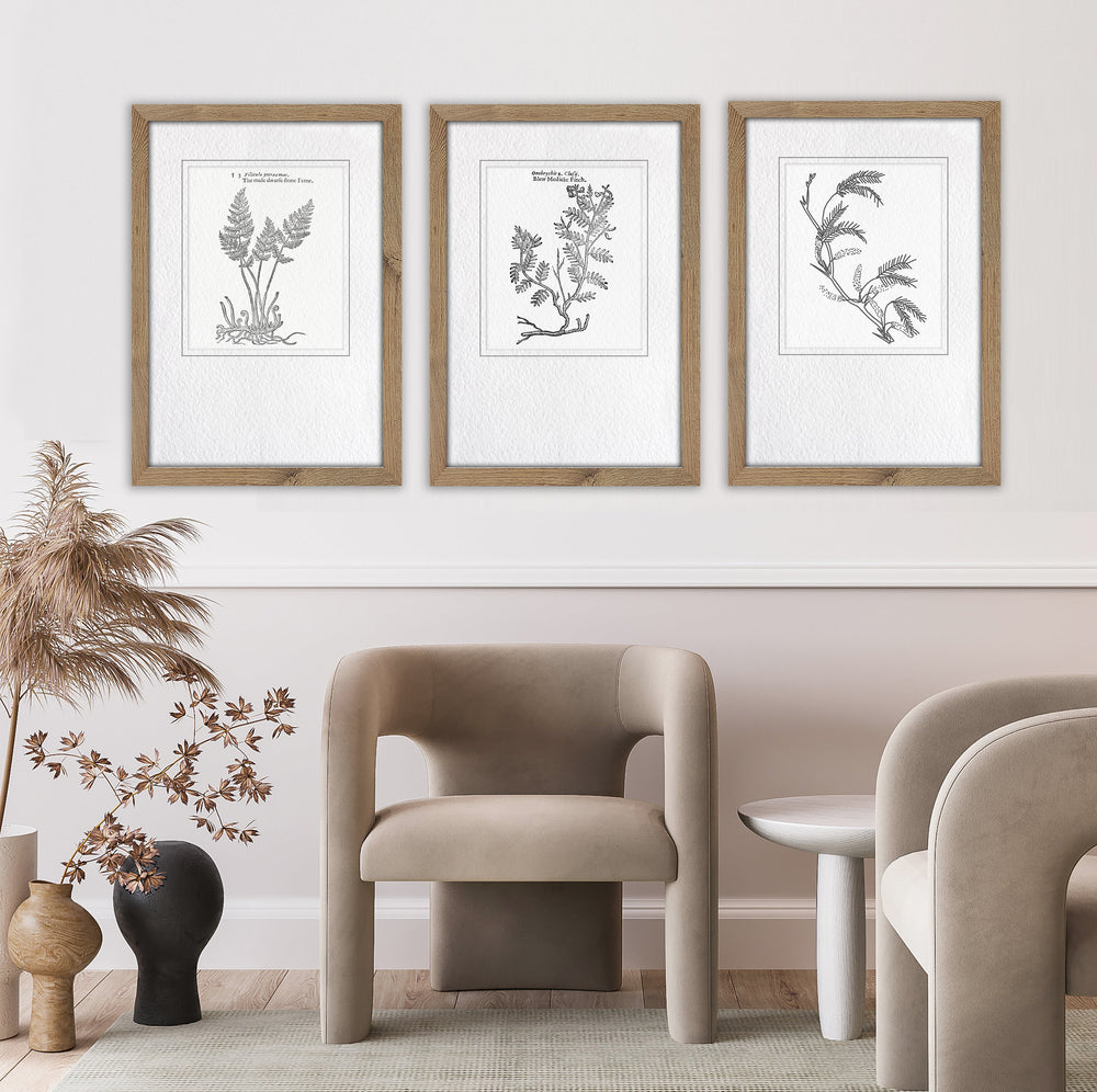 Classical Botanical Study 3 - Traditional Illustrative Wall Art